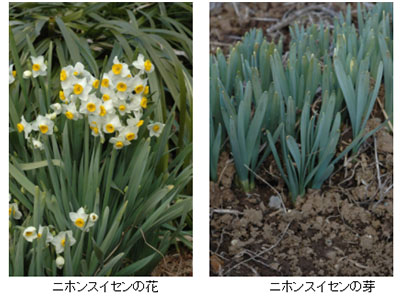 水仙 スイセン の毒は触るとどうなる 球根 花 葉っぱのどこにある Life Is Beautiful