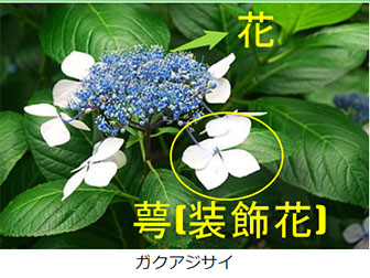 紫陽花 あじさい の花言葉が怖い 白紫ピンクの色別や英語の意味も Life Is Beautiful